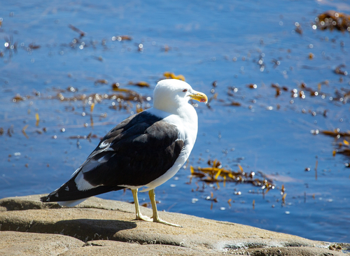 iNaturalist image