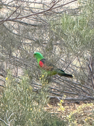 Red-winged Parrot