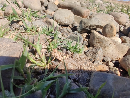 iNaturalist observation photo of Short-horned Grasshoppers