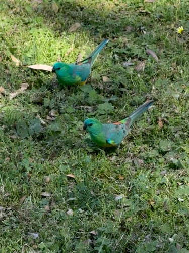 Red-rumped Parrot