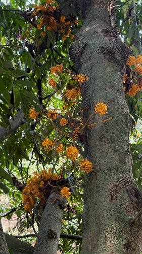 Saraca observed 2026-09-10