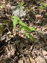 Polygonatum biflorum biflorum