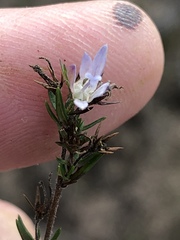 Wahlenbergia unidentata