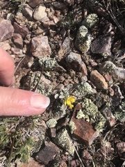 Physaria occidentalis occidentalis