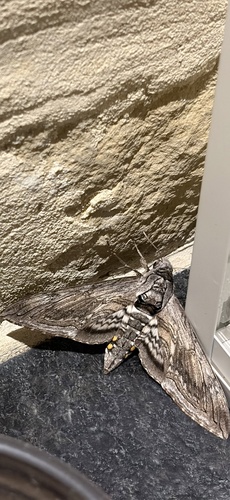 Five-spotted Hawk Moth