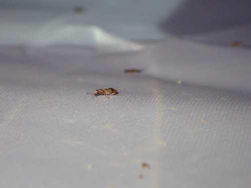 Notoxus calcaratus