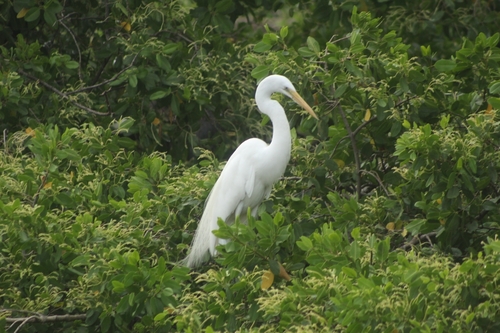 iNaturalist image