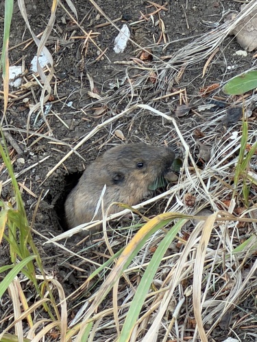 Fulvous Pocket Gopher