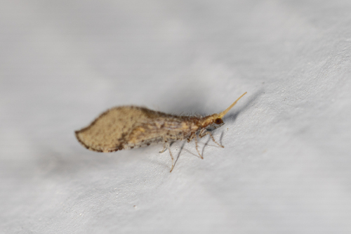 Nearctic Beaded Lacewings