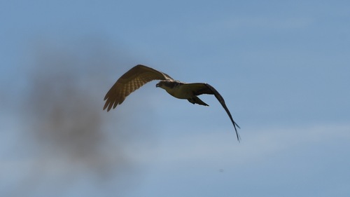 iNaturalist image