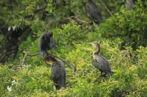 Cormorán Neotropical