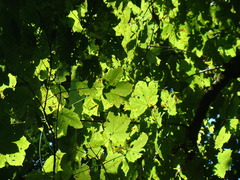 Acer velutinum