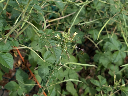 Cleome, 2026-09-09