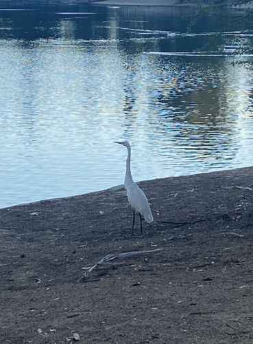 iNaturalist image