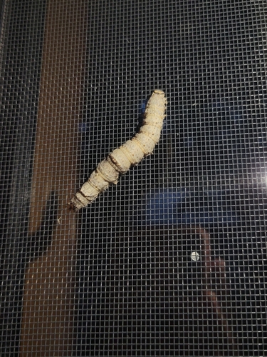 iNaturalist observation photo of Underwing Moths