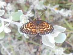 Texola elada ulrica