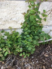 Magnoliopsida