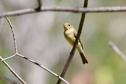 Western Flycatcher