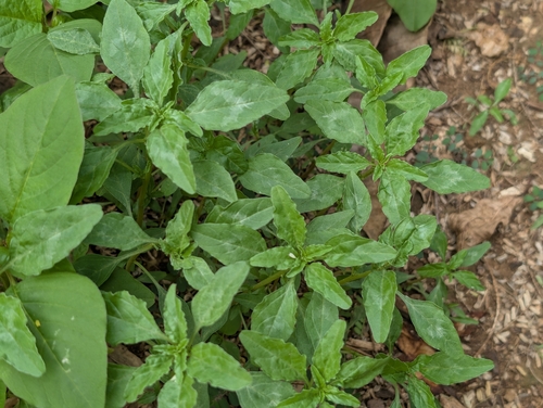 Amaranthus polygonoides, 2026-09-09