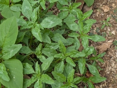 Amaranthus polygonoides, photograph author not stated, no rights reserved