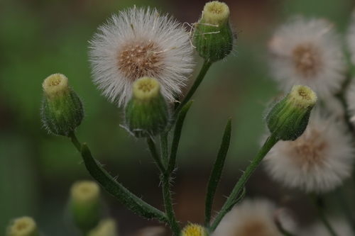 Erigeron bonariensis observed 2026-09-09