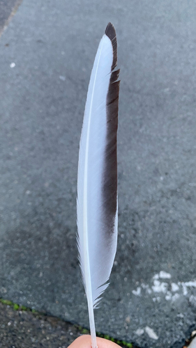 Plume de Mouette rieuse
