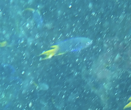 Neopomacentrus azysron observed 2026-09-10