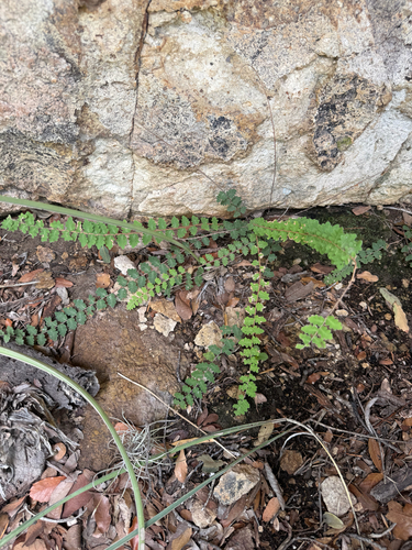 wavy scale cloakfern