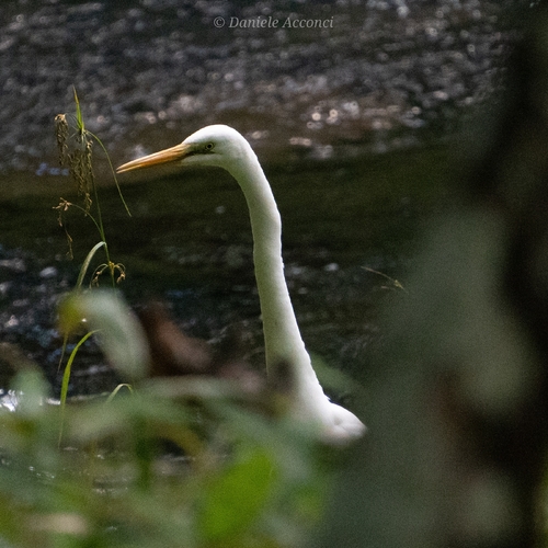 iNaturalist image