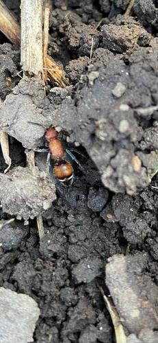 Timulla dubitatiformis
