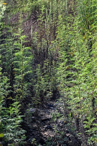 slimleaf bursage