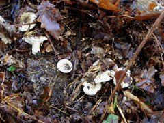 Russula densifolia