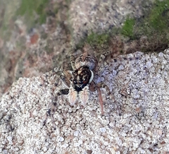Menemerus semilimbatus