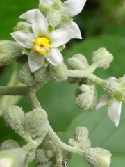 Solanum bicolor
