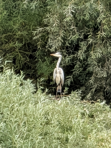 iNaturalist image