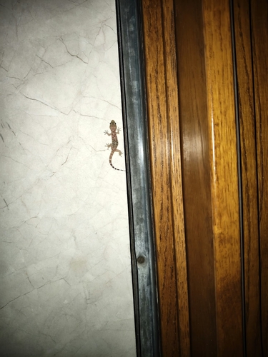 Mediterranean House Gecko