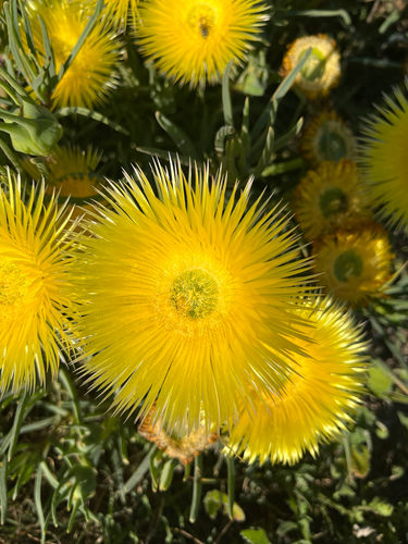 Conicosia pugioniformis, photograph 5