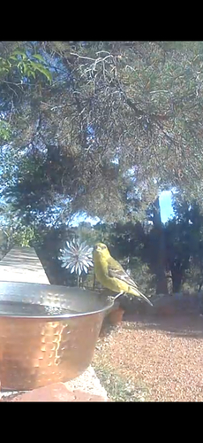 Lesser Goldfinch