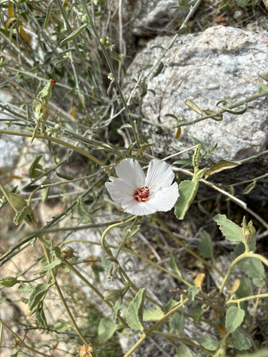 Rock Hibiscus