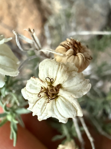 desert zinnia