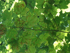 Acer velutinum