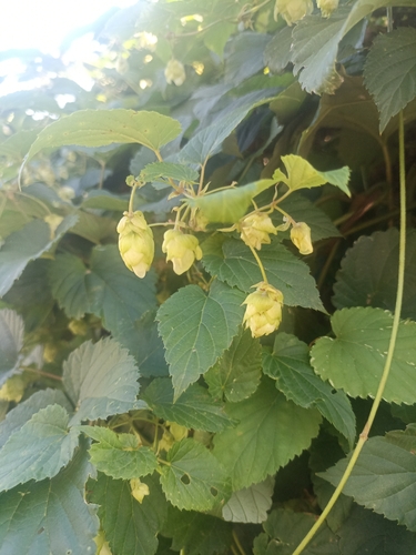 common hops
