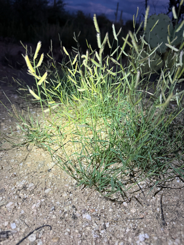 Sixweeks Grama