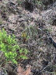 Wahlenbergia unidentata