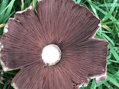 Agaricales