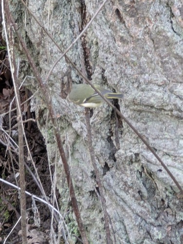 Ruby-crowned Kinglet