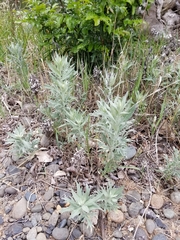 Artemisia cana