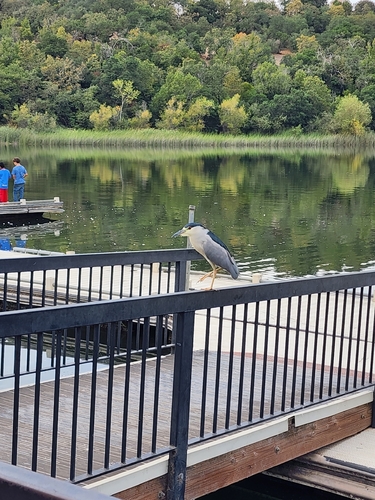 iNaturalist image
