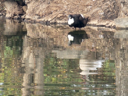 iNaturalist image