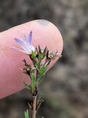 Wahlenbergia unidentata